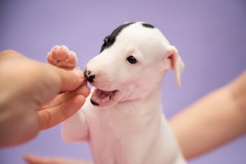 How to Stop a Whippet Puppy from Biting: A Comprehensive