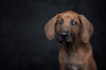 How to Stop a  Rhodesian Ridgeback Puppy from Biting:
