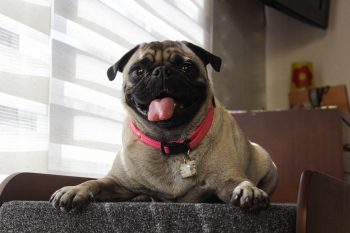 What Were Pugs Originally Bred For?
