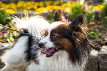 What’s The Bite Force of a Papillon & Does It