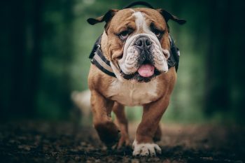 What Were Bulldogs Originally Bred For?