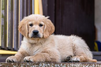 What Were Golden Retrievers Originally Bred For?