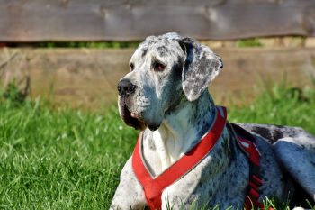 Is a Great Dane a Good Guard Dog?