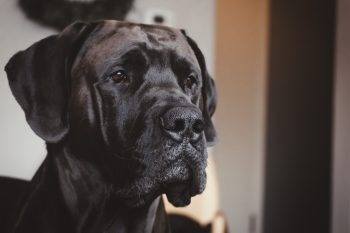 What’s The Bite Force of a Mastiff & Does It
