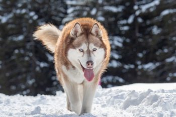 What Were Huskies Originally Bred For?