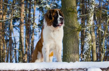 12 Best Dog Breeds for Cold Climates