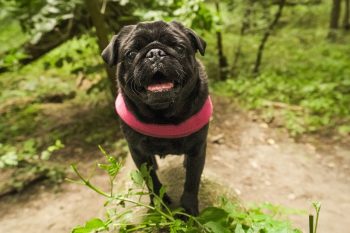 15 Dog Breeds with the Most Expressive Faces