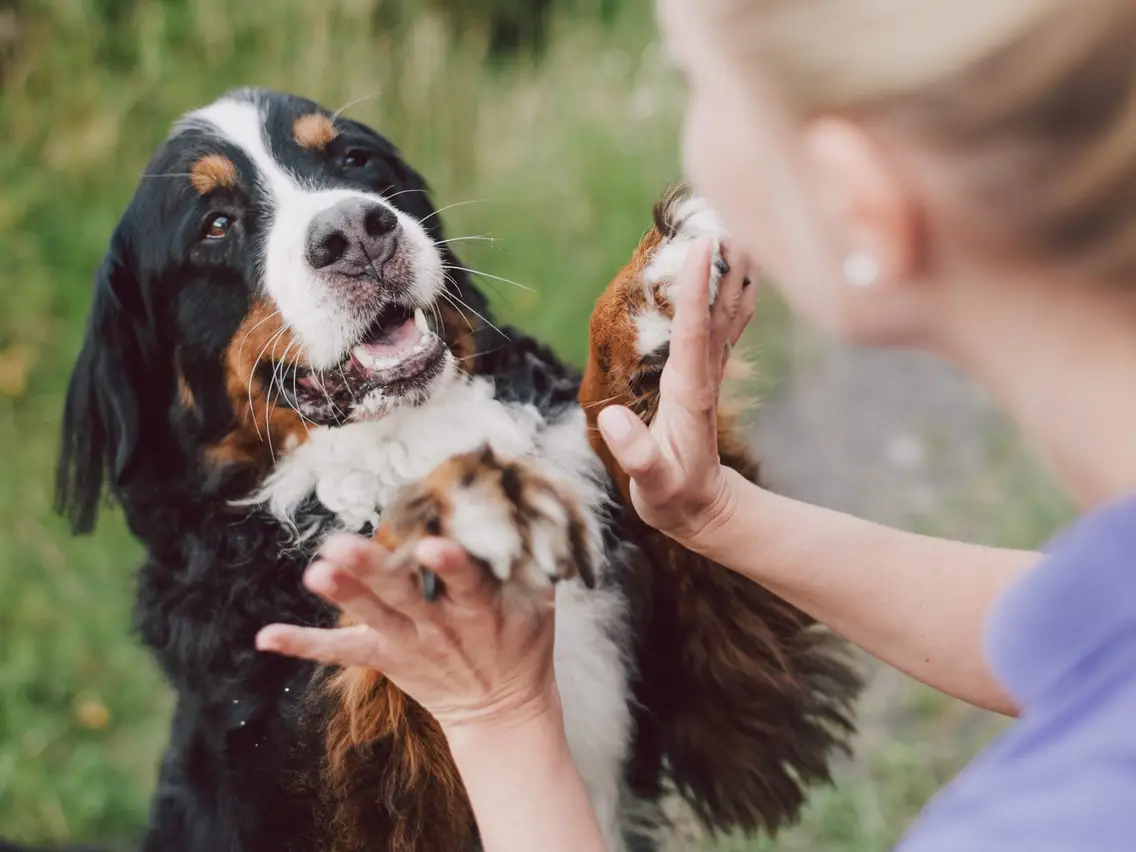 6 Tips for Keeping Your Dog Healthy