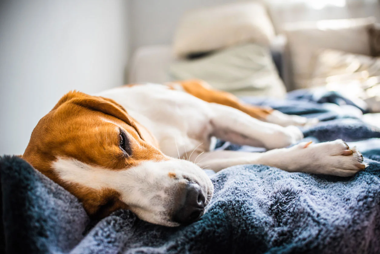 Top 10 Common Dog Health Problems
