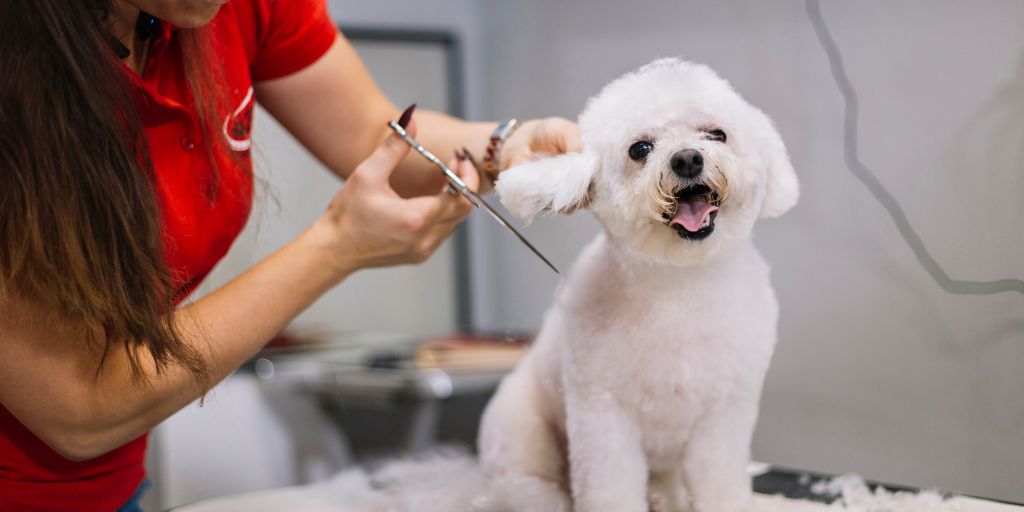 What is Dog Grooming? Everything You Need To Know