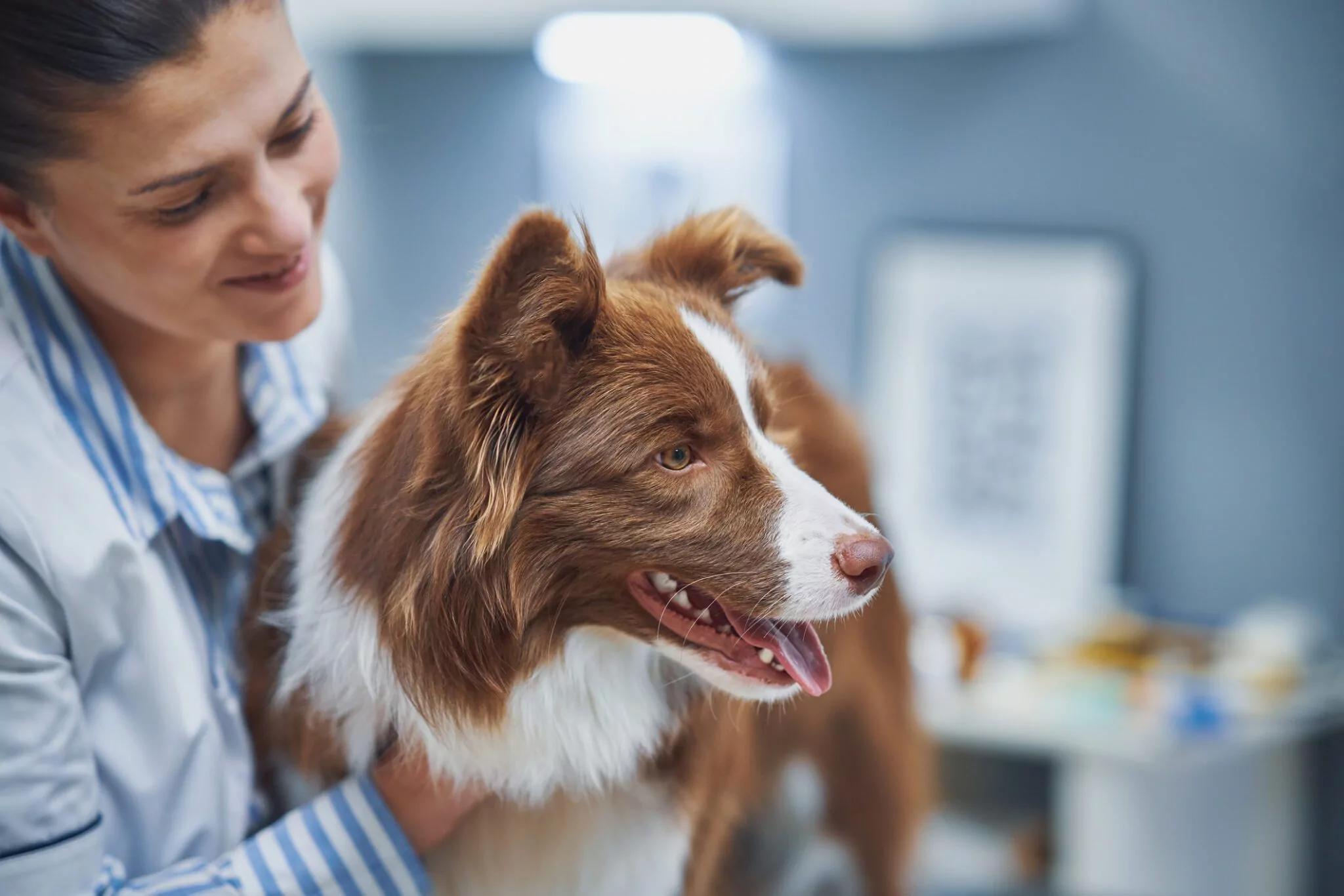 10 Benefits of Pet Wellness Exams