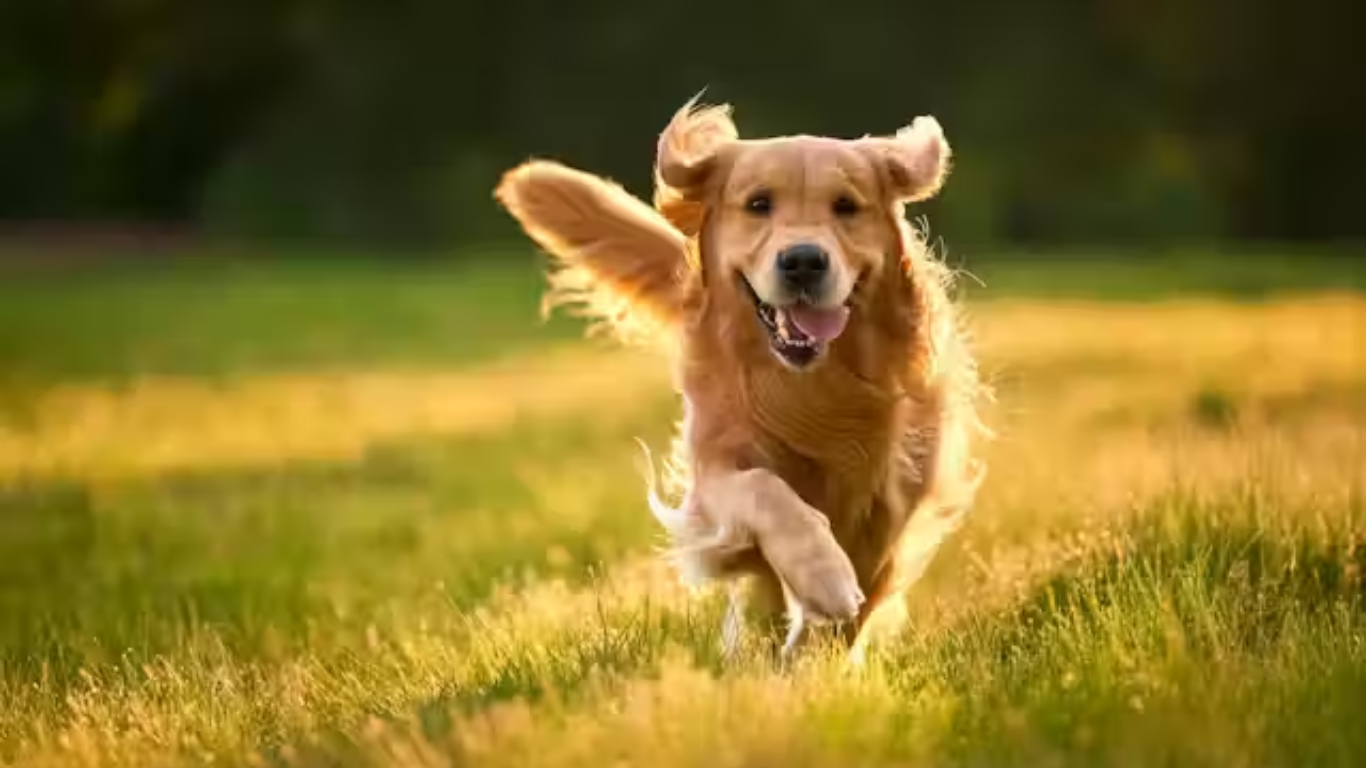 How to Protect Your Pet from Seasonal Diseases