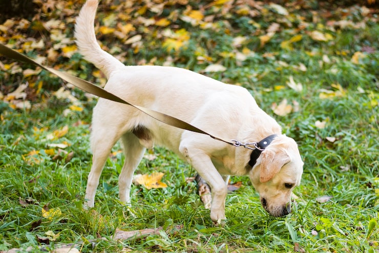 A dog using its nose to find hidden treats as part of an easy indoor canine fitness routine. A dog using its nose to find hidden treats as part of an easy indoor canine fitness routine.
