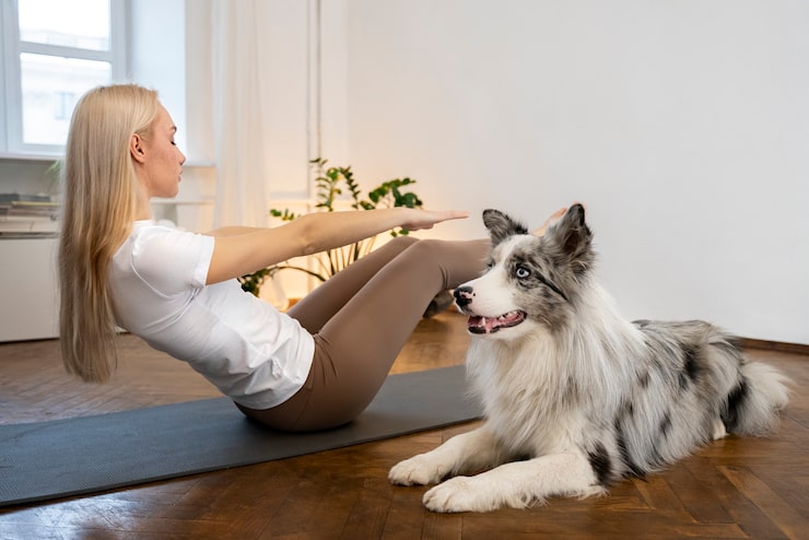 A puppy performing a push-up exercise by transitioning from a sit to a down position for a treat. A puppy performing a push-up exercise by transitioning from a sit to a down position for a treat.