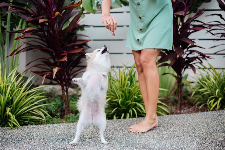 A small dog practicing a step stool stroll using a low household item to improve rear leg awareness. A small dog practicing a step stool stroll using a low household item to improve rear leg awareness.