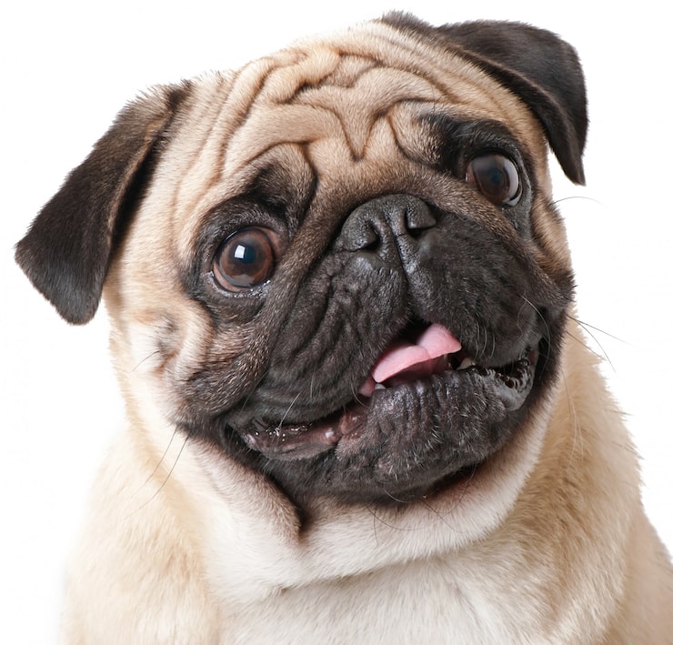 Close-up shot of a happy dog smiling with a boopable nose. Close-up shot of a happy dog smiling with a boopable nose.
